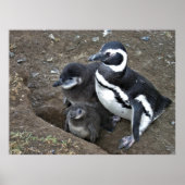 Magellanic Penguin Poster (Voorkant)