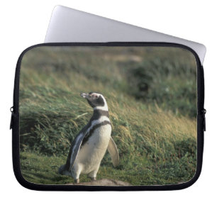 Magellanic Penguin (Sfeniscus magellanicus) Laptop Sleeve