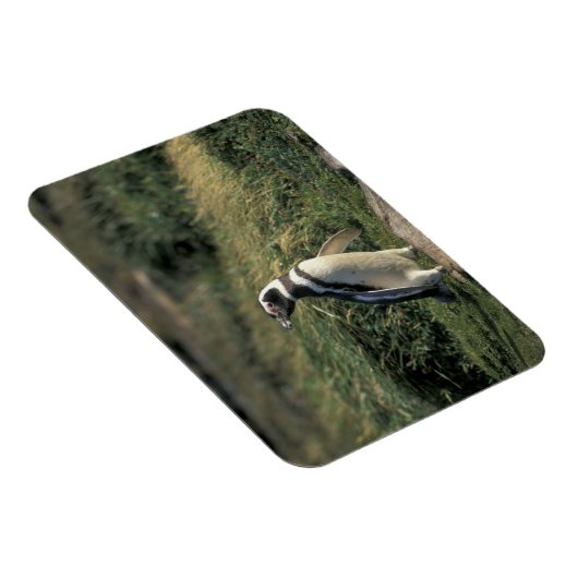 Magellanic Penguin (Sfeniscus magellanicus) Magneet (Rechterzijde)