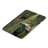 Magellanic Penguin (Sfeniscus magellanicus) Magneet (Linkerzijde)
