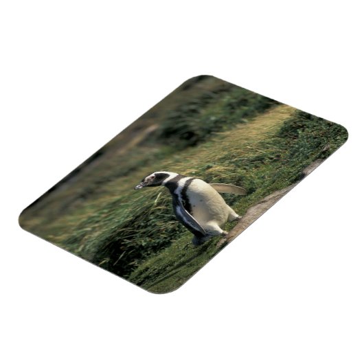 Magellanic Penguin (Sfeniscus magellanicus) Magneet (Linkerzijde)