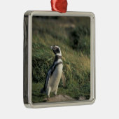 Magellanic Penguin (Sfeniscus magellanicus) Metalen Ornament (Rechts)