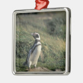 Magellanic Penguin (Sfeniscus magellanicus) Metalen Ornament (Links)