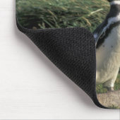Magellanic Penguin (Sfeniscus magellanicus) Muismat (Hoek)