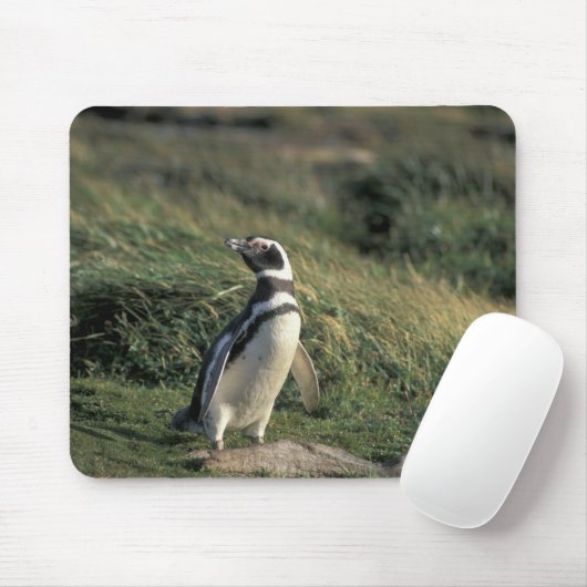 Magellanic Penguin (Sfeniscus magellanicus) Muismat (Met muis)