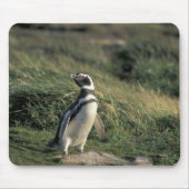Magellanic Penguin (Sfeniscus magellanicus) Muismat (Voorkant)