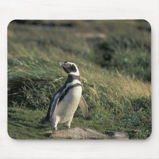 Magellanic Penguin (Sfeniscus magellanicus) Muismat (Voorkant)
