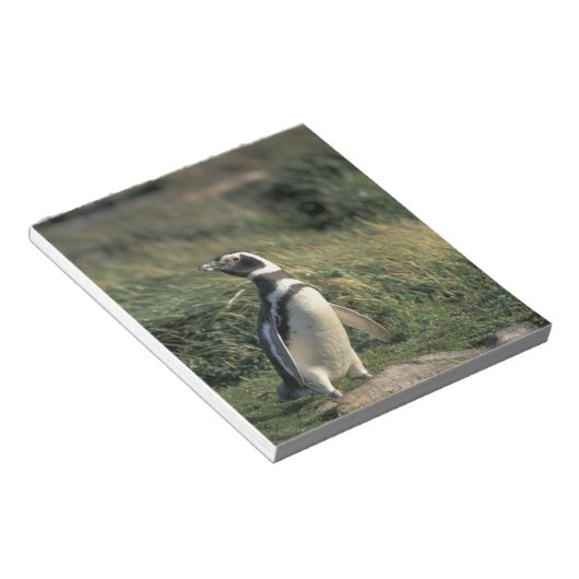 Magellanic Penguin (Sfeniscus magellanicus) Notitieblok (Schuin)