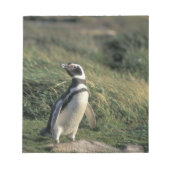 Magellanic Penguin (Sfeniscus magellanicus) Notitieblok (Voorkant)