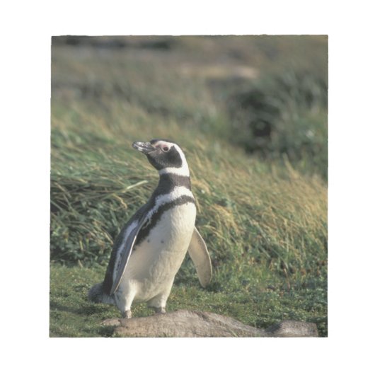Magellanic Penguin (Sfeniscus magellanicus) Notitieblok (Voorkant)