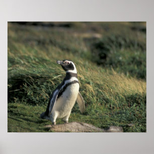 Magellanic Penguin (Sfeniscus magellanicus) Poster