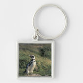Magellanic Penguin (Sfeniscus magellanicus) Sleutelhanger (Voorkant)