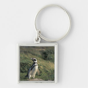 Magellanic Penguin (Sfeniscus magellanicus) Sleutelhanger