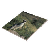 Magellanic Penguin (Sfeniscus magellanicus) Tegeltje (Zijkant)