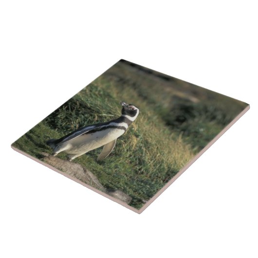 Magellanic Penguin (Sfeniscus magellanicus) Tegeltje (Zijkant)