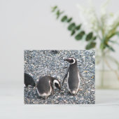 Magellanic Penguins, Beagle Channel, Patagonia Briefkaart (Staand voorkant)