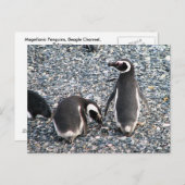 Magellanic Penguins, Beagle Channel, Patagonia Briefkaart (Voorkant / Achterkant)