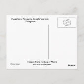 Magellanic Penguins, Beagle Channel, Patagonia Briefkaart (Achterkant)