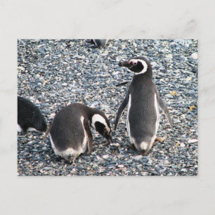Magellanic Penguins, Beagle Channel, Patagonia Briefkaart