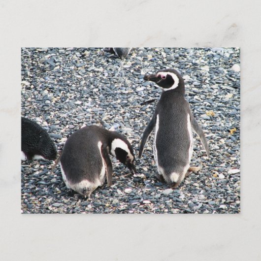 Magellanic Penguins, Beagle Channel, Patagonia Briefkaart (Voorkant)