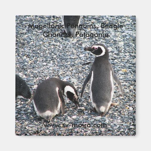Magellanic Penguins, Beagle Channel, Patagonia Magneet (Voorkant)
