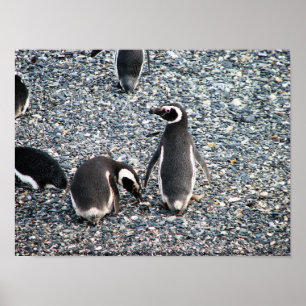 Magellanic Penguins, Beagle Channel, Patagonia Poster
