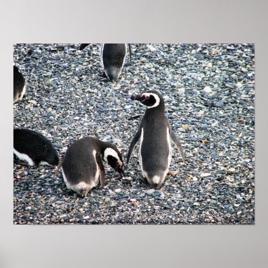 Magellanic Penguins, Beagle Channel, Patagonia Poster (Voorkant)
