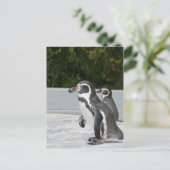 Magellanic Pinguïn Ansichtkaart Briefkaart (Staand voorkant)
