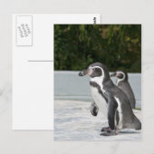 Magellanic Pinguïn Ansichtkaart Briefkaart (Voorkant / Achterkant)