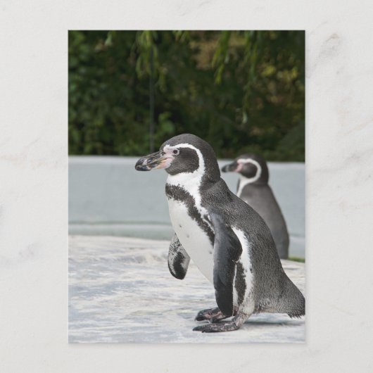 Magellanic Pinguïn Ansichtkaart Briefkaart (Voorkant)