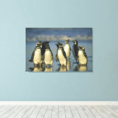 Magellanische pinguïns, Sfeniscus Canvas Afdruk (Insitu (Houten vloer))