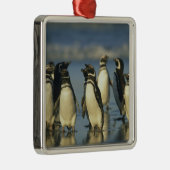 Magellanische pinguïns, Sfeniscus Metalen Ornament (Rechts)