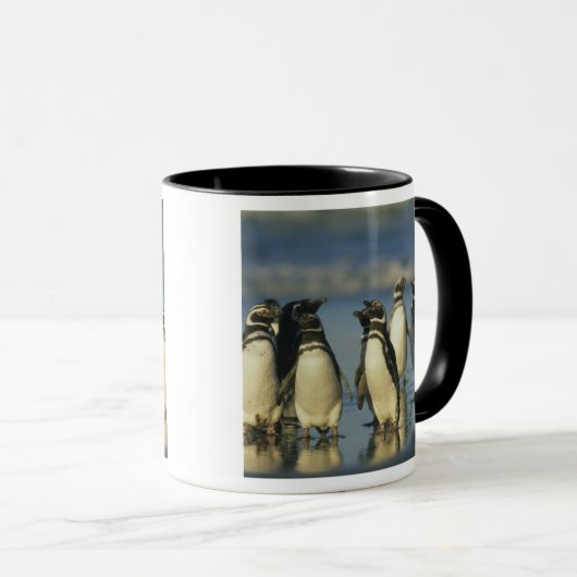 Magellanische pinguïns, Sfeniscus Mok (Voorkant rechts)