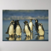 Magellanische pinguïns, Sfeniscus Poster (Voorkant)