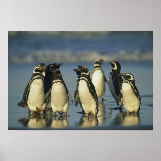 Magellanische pinguïns, Sfeniscus Poster (Voorkant)