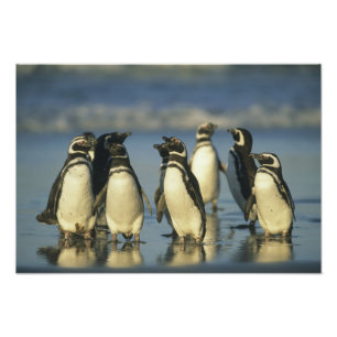 Magellanpinguïns, Spheniscus Foto Afdruk