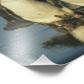 Magellanpinguïns, Spheniscus Foto Afdruk (Hoek)