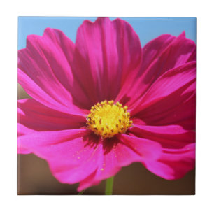 Magenta Bloem Tegeltje