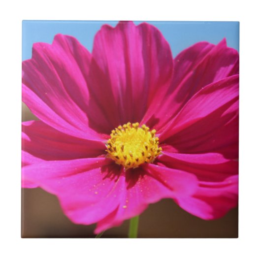 Magenta Bloem Tegeltje (Voorkant)
