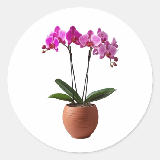 Magenta Blooming Orchid Flowers in a Pot  Ronde Sticker (Voorkant)