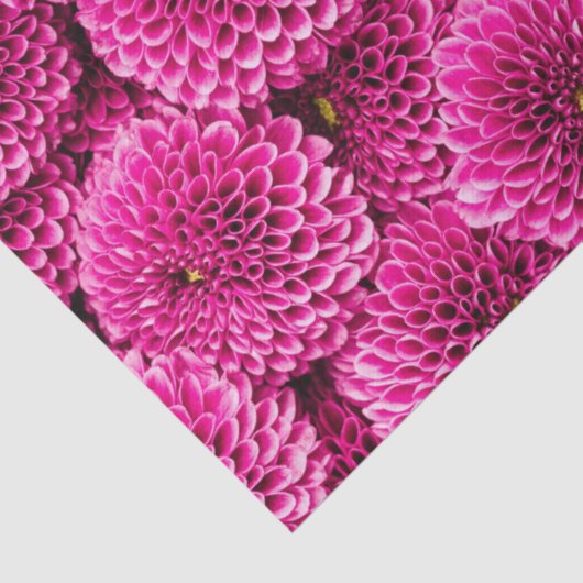 Magenta Chrysanthemum Floral Tissue Paper Tissuepapier (Detail)