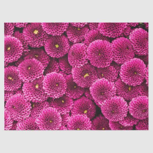 Magenta Chrysanthemum Floral Tissue Paper Tissuepapier (Voorkant)