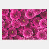 Magenta Chrysanthemum Floral Wrapping Paper (Voorkant 3)