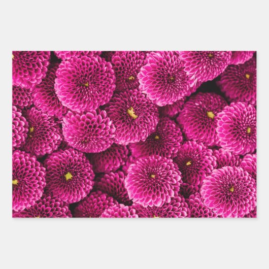 Magenta Chrysanthemum Floral Wrapping Paper (Voorkant 3)