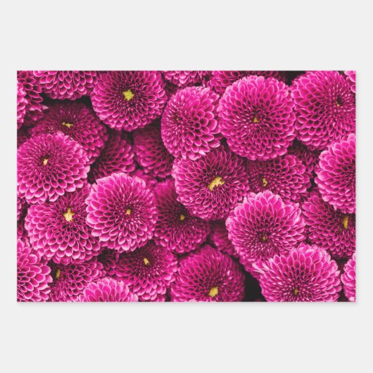 Magenta Chrysanthemum Floral Wrapping Paper (Voorkant)