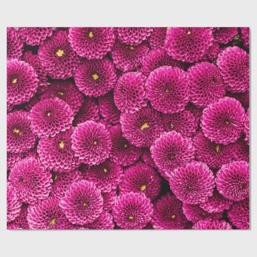 Magenta Chrysanthemum Floral Wrapping Paper Cadeaupapier (Vlak)