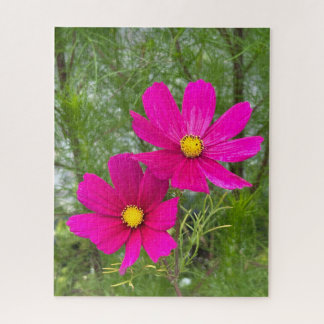Magenta Cosmos, Quebec City Legpuzzel