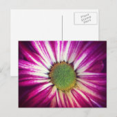 Magenta Daisy Briefkaart (Voorkant / Achterkant)