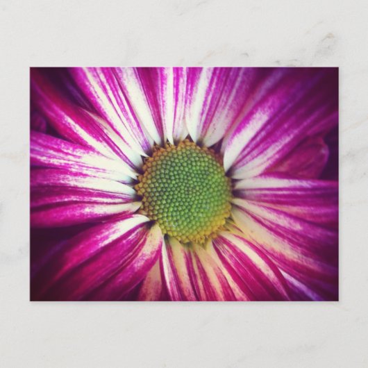 Magenta Daisy Briefkaart (Voorkant)