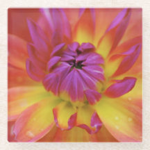 Magenta en gele bloem